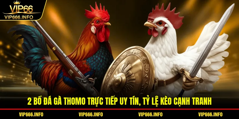 2 bồ đá gà Thomo trực tiếp uy tín, tỷ lệ kèo cạnh tranh