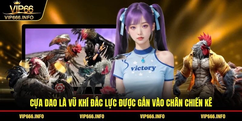 Cựa dao là vũ khí đắc lực được gắn vào chân chiến kê
