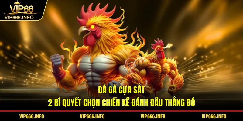 Đá gà cựa sắt - 2 bí quyết chọn chiến kê đánh đâu thắng đó