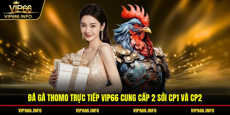Đá gà Thomo trực tiếp tại VIP66 cung cấp 2 sới CP1 và CP2