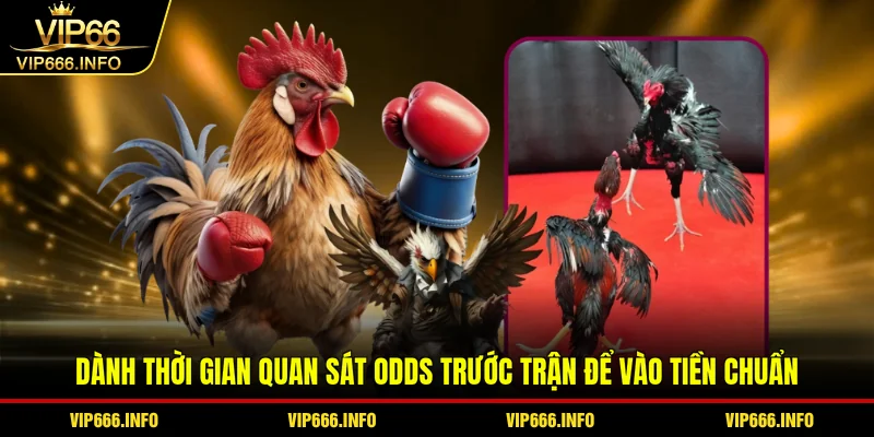 Quan sát odds trước trận để vào tiền đá gà Thomo chuẩn