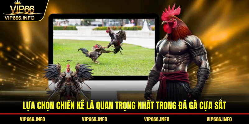 Lựa chọn chiến kê là quan trọng nhất trong đá gà cựa sắt