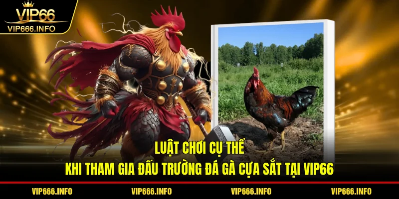 Luật chơi cụ thể khi tham gia đấu trường đá gà cựa sắt tại VIP66