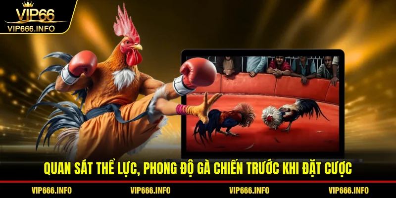 Quan sát phong độ trước khi đặt cược đá gà cựa dao